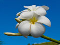 Blume der Südsee, die Frangipani