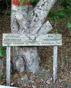 Warnung vor dem giftigen Manchineelbaum