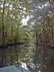 Flusslauf des Indian River
