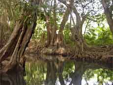 Bäume am Indian River