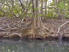 Bizarres Wurzelwerk am Ufer