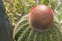 Kaktus auf St. Barth