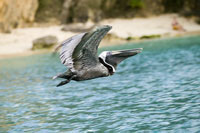 Pelikan nach dem Start