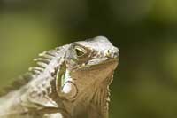 Grüner Leguan