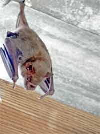 Fleder in einer alten Zuckermühle auf St. John, USVI