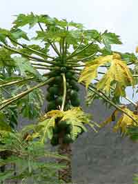 Papayabaum mit Früchten