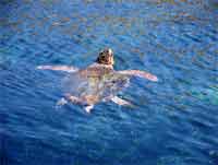 Schildkröten kommen besonders morgens zu Besuch
