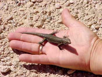 Die Eidechsen sind sehr neugierig und zutraulich