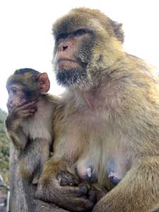 Affenbaby nach dem Stillen