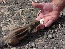Streifenhoernchen auf Fuerteventura