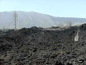 Neues Leben sprießt aus verbrannter Erde