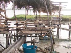 Sauberer Schweinestall, das Meer entsorgt alles